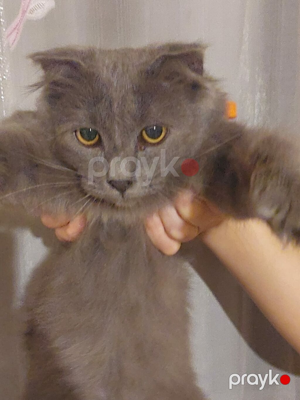 Erkək, Yaxşı əllərə — Pişiklər, Gəncə (2)