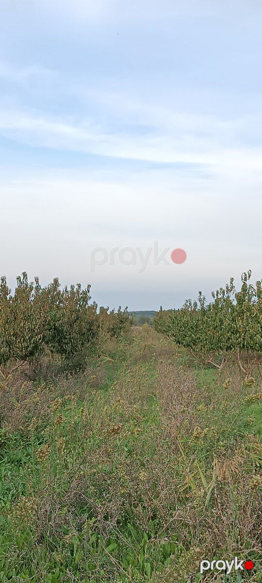 55 sot torpaq sahəsi, Xudat r — Torpaq, Xudat (4)