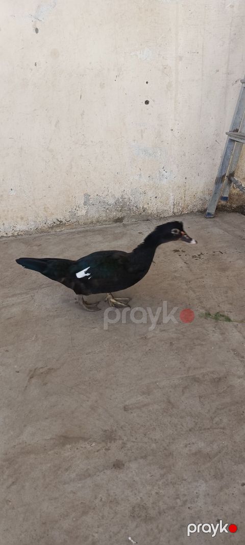 Tam sağlam qara zümrüd lal ördəklər 8 aylıqdılar dişi yumurtayır real — Gəncə