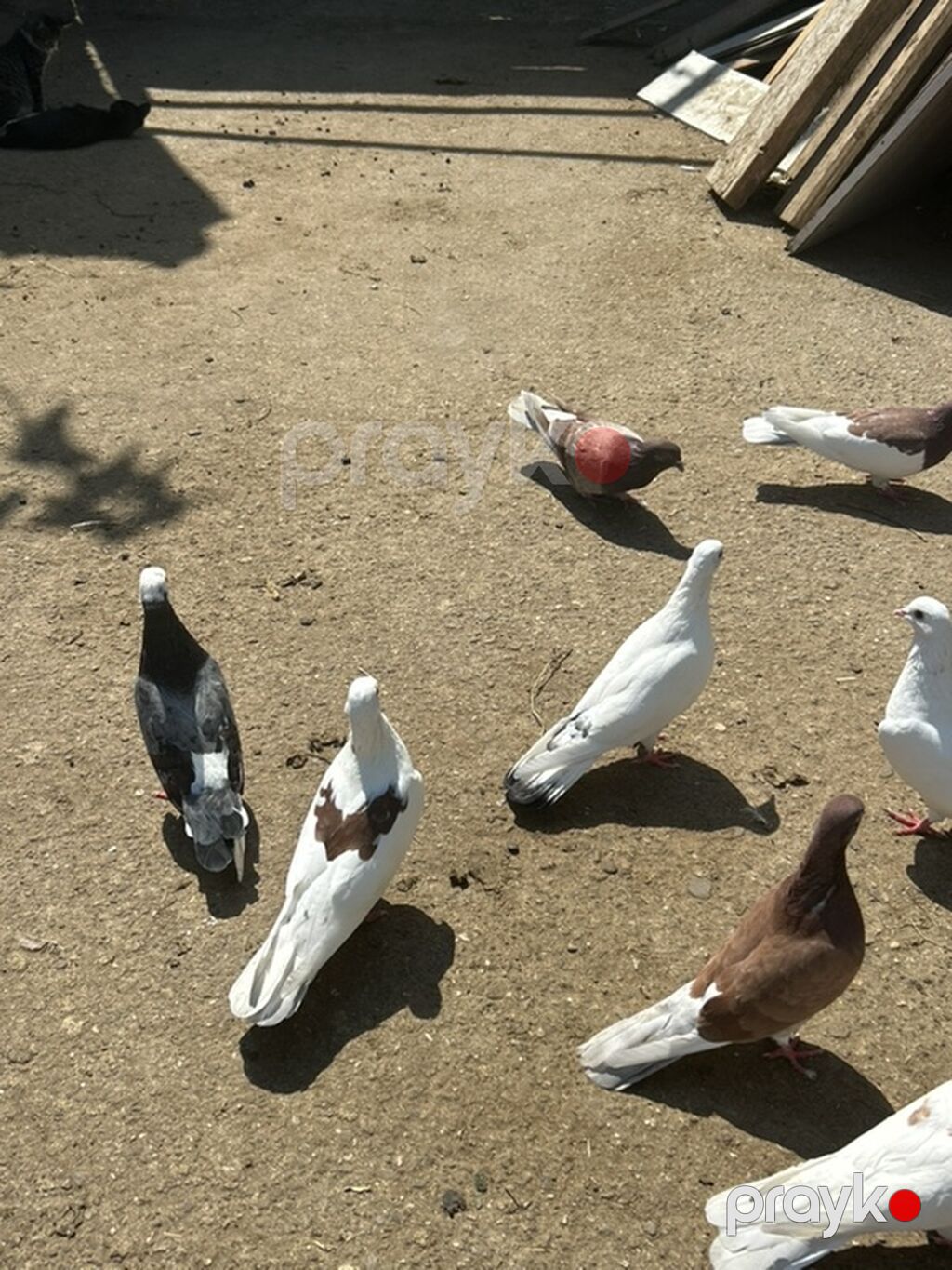 8 dene quwdu 5 manatdan — Göyərçin, Bakı (2)