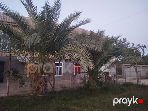 İran xurma ağacı — Salyan