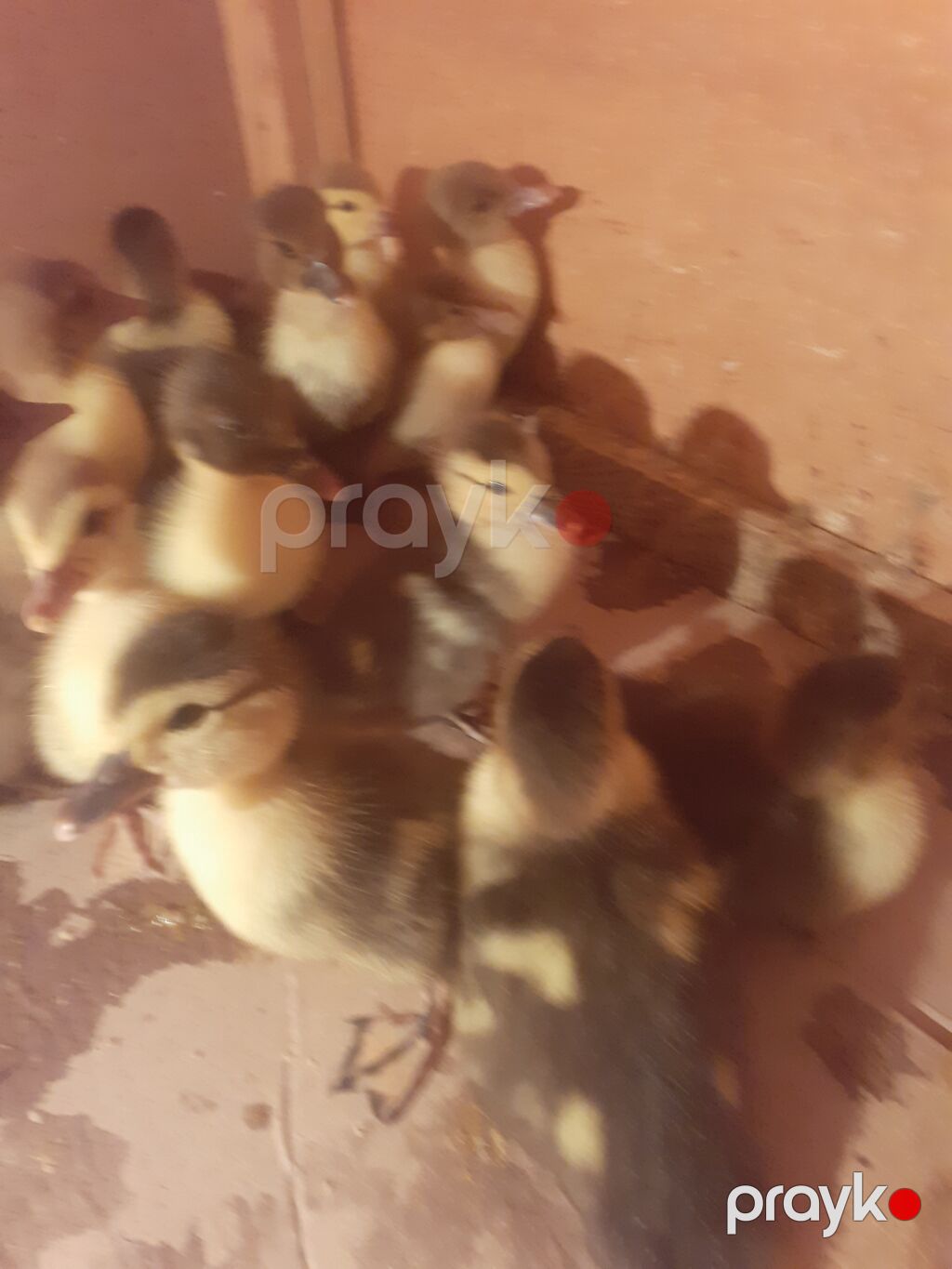 17 dene macar ordek balalari. tam saglam aktiv balalar. biri 4 manat — Digərləri, Xırdalan (8)