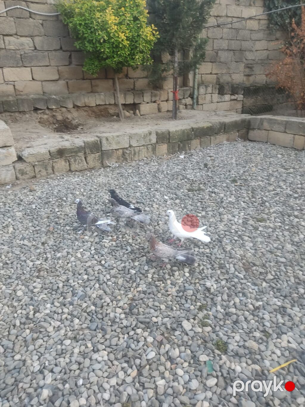 Enli Quyruqlar Tək Təkdə satılır Optovoy Satılır 10 Manatdan 30 manata — Göyərçin, Mehdiabad (3)