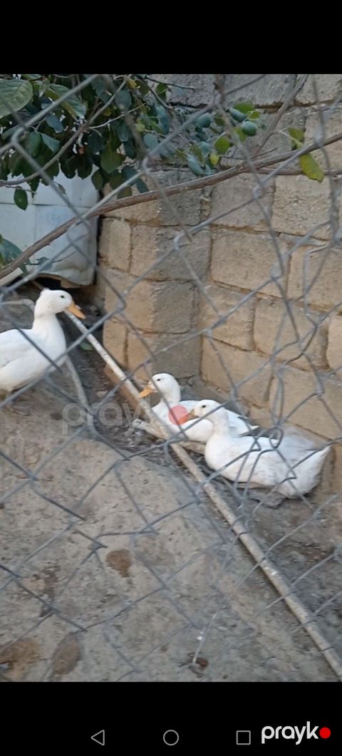 Sesdi ördey 3 ü 40 m — Saray