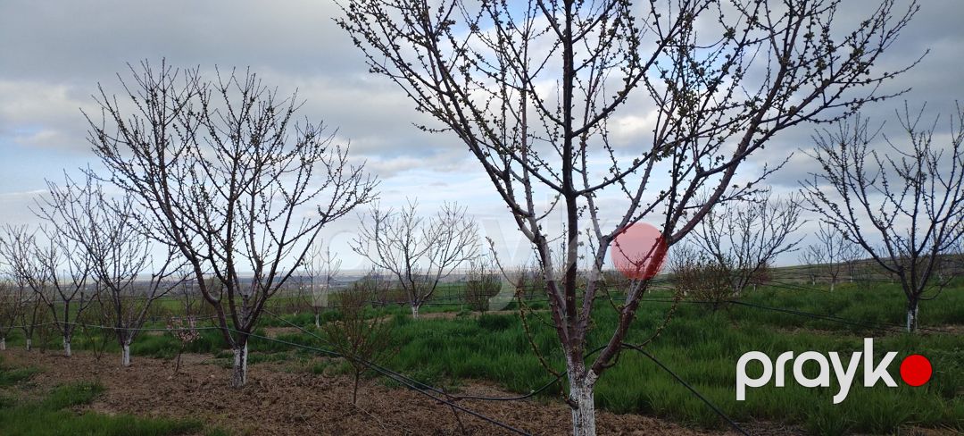 400 sot torpaq sahəsi, Şabran r — Torpaq, Şabran (5)