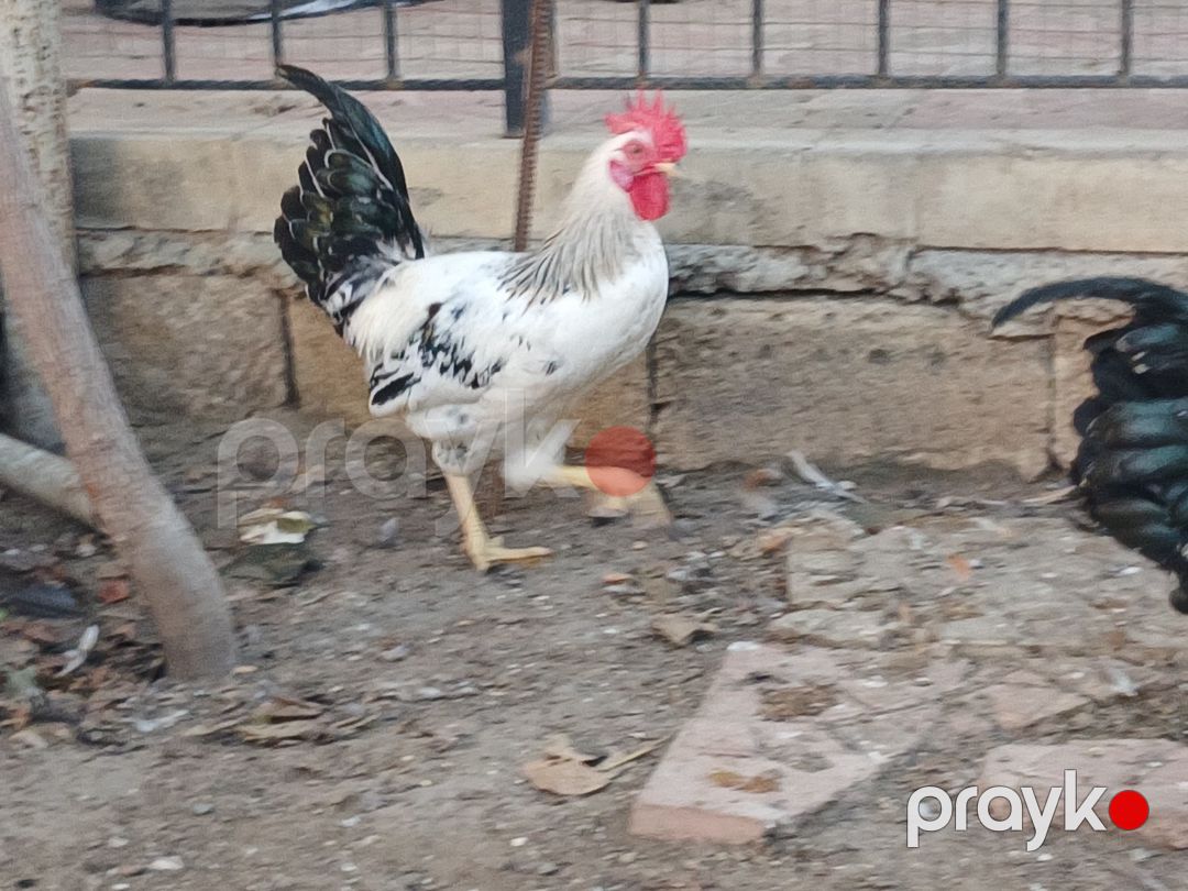 Xoruzlar — Quşlar, Bakı (5)
