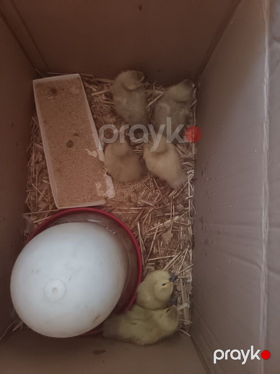 Lavanda lal ördək balaları — Quşlar, Bakı (2)