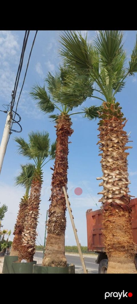 Palma ağacı — Bakı