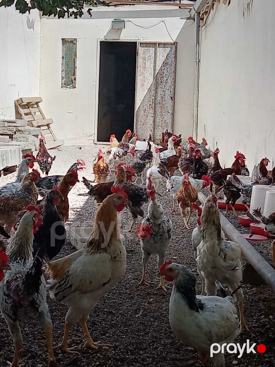 Kənd çolpası — Quşlar, Bakı (2)