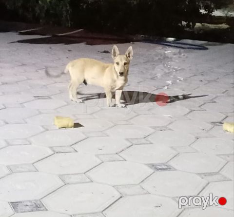 5 ay, Erkək — Bakı