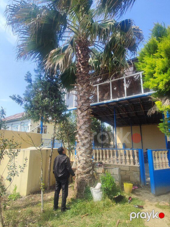 Palma vaşinqton — Bitkilər, Bakı (2)