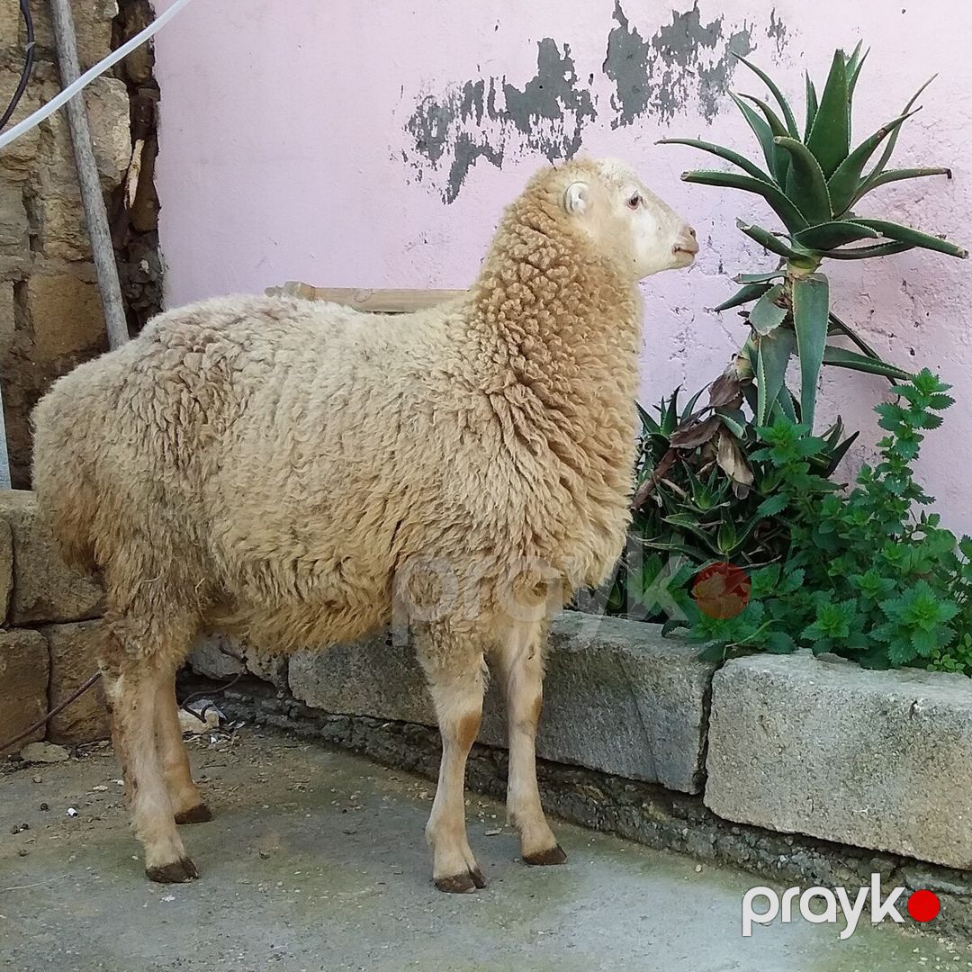Qoyunlar və quzular — Kənd təsərrüfatı heyvanları, Bakı (2)