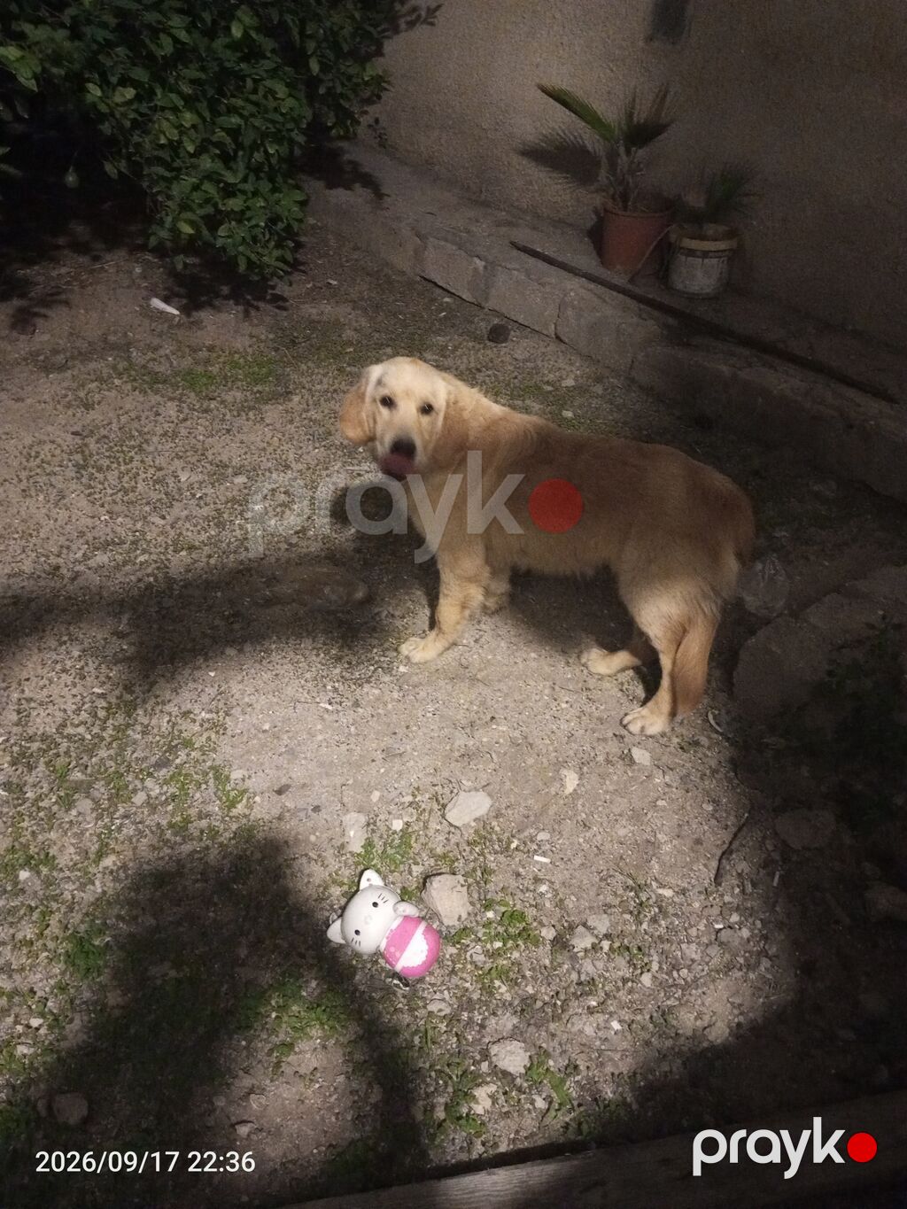 Retriever — Köpəklər, Digah (4)