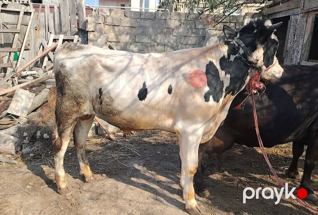 Salam Holisteyn - Firz cinsidir satılır — Kənd təsərrüfatı heyvanları, Saray (2)