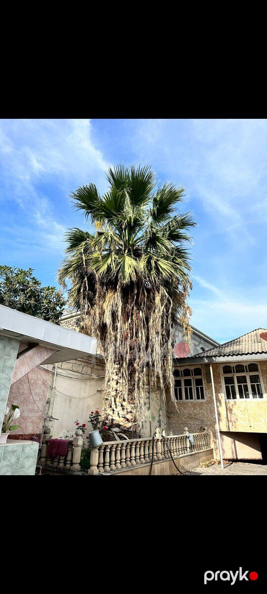Palma ağacı — Bitkilər, Bakı (6)