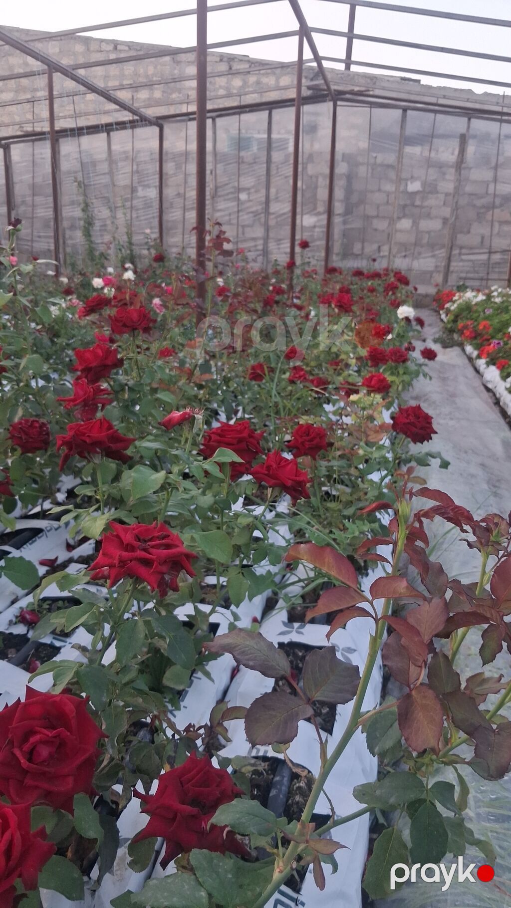 Qızıl güllər satışı — Çiçəklər, Digah (2)