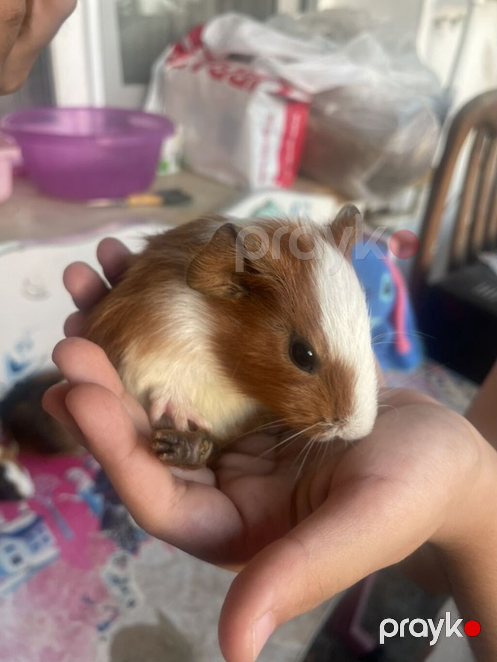 Deniz donuzcugu morskaya svinka) (guinea pig) - Növ: Kobay (guinea — Kəmiçilər, Bakı (2)