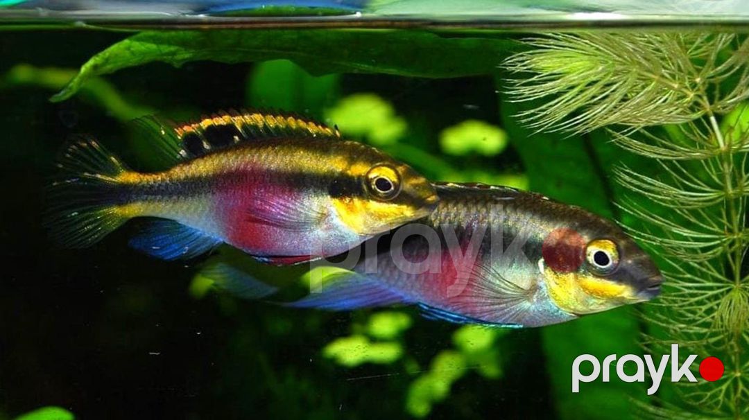 Papuqayçik balıqları — Akvariumlar və balıqlar, Bakı (2)