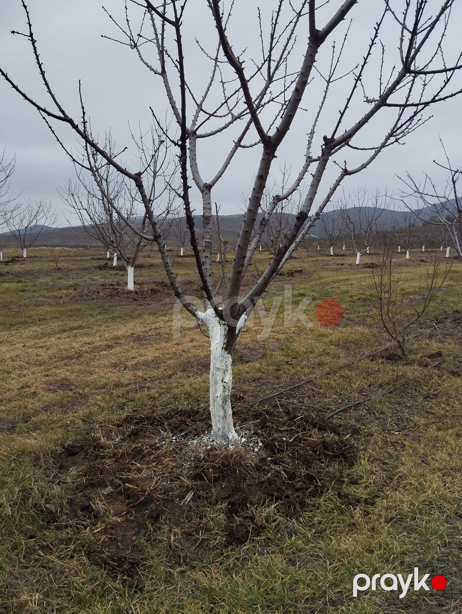 400 sot torpaq sahəsi, Şabran r — Torpaq, Şabran (10)