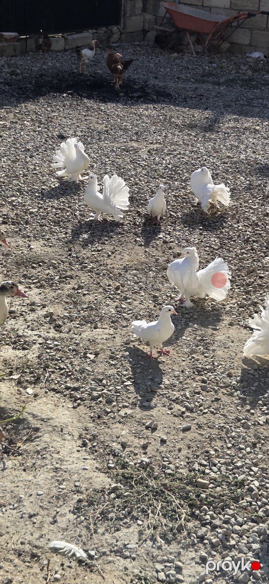 Quşlar — Quşlar, Sumqayıt (9)