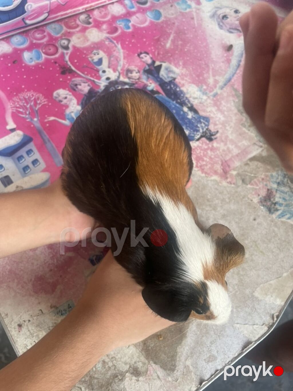 Deniz donuzcugu morskaya svinka) (guinea pig) - Növ: Kobay (guinea — Kəmiçilər, Bakı (5)