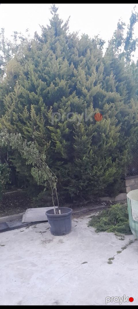 Şam ağacı — Bakı