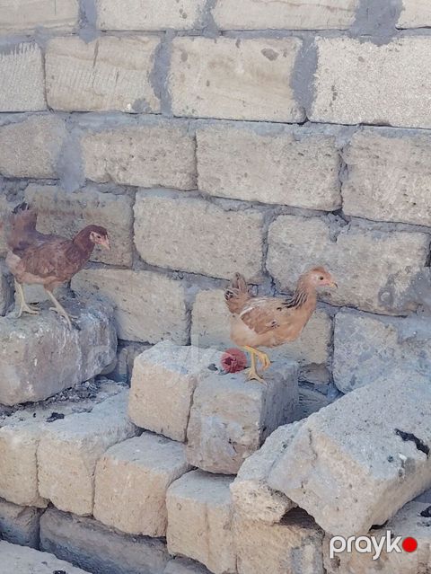 Kənd cuceleri tek tək satılmır 2sine aiddi qiymət barterde olar — Sumqayıt