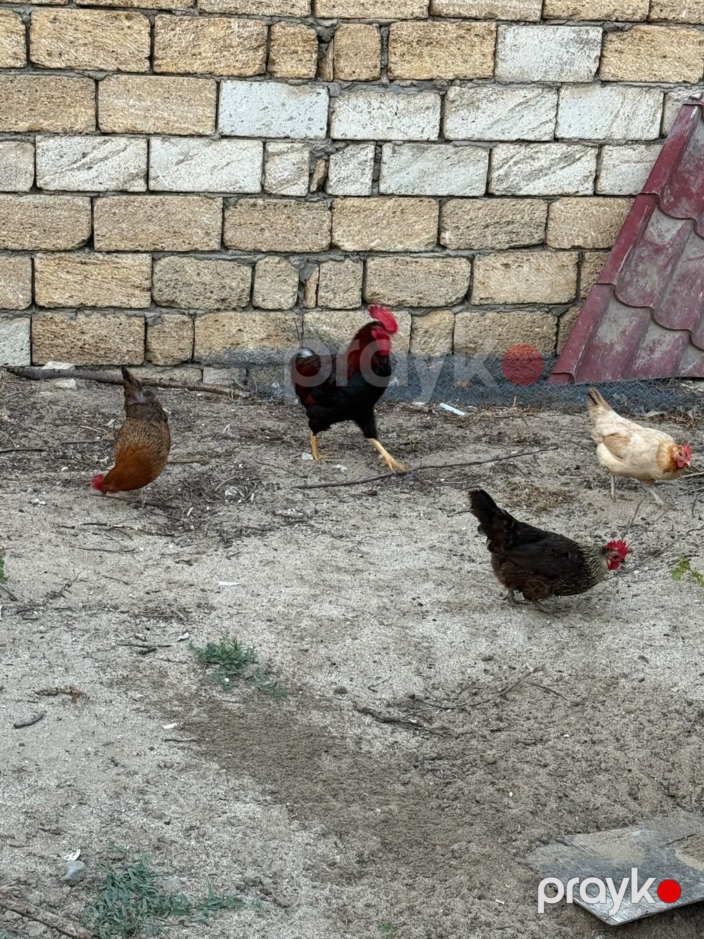 Toyuq, Yumurtalıq, Ünvandan götürmə — Toyuq və xoruz, Sumqayıt (4)
