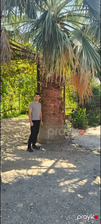 Palma vaşinqton — Bitkilər, Bakı (5)