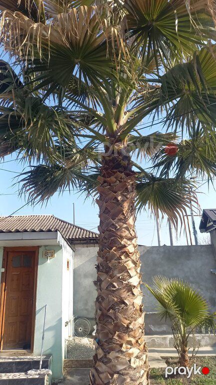 Palma finik — Bitkilər, Bakı (8)