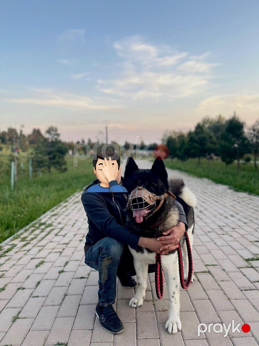 Akita-inu — Köpəklər, Bakı (8)