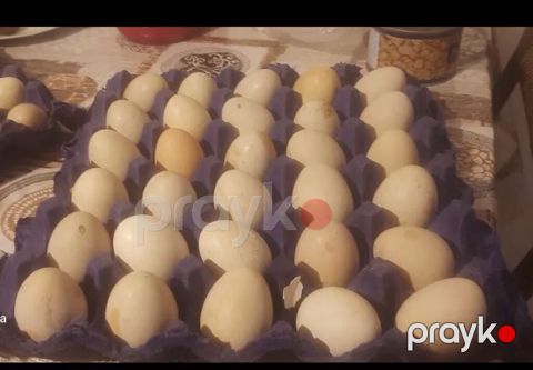 Təsvir: abstrolob yumumurtsi almman cinsi - Təmiz cins qara toyuq — Bakı