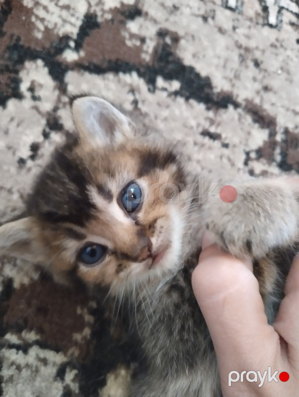Qızıl şinşilla, Erkək, Yaxşı əllərə — Pişiklər, Digah (3)