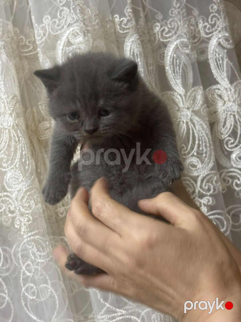 Britan, Yaxşı əllərə, Ünvandan götürmə, Pulsuz çatdırılma, Ödənişli çatdırılma — Pişiklər, Bakı (2)