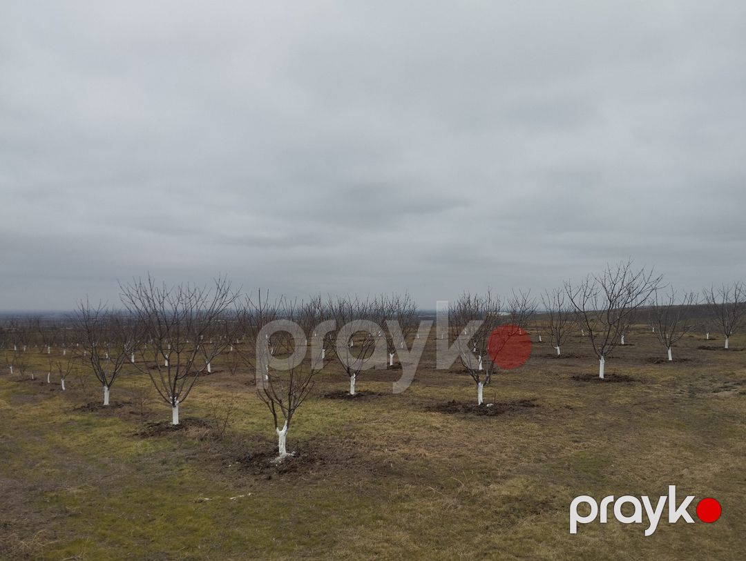 400 sot torpaq sahəsi, Şabran r — Torpaq, Şabran (9)