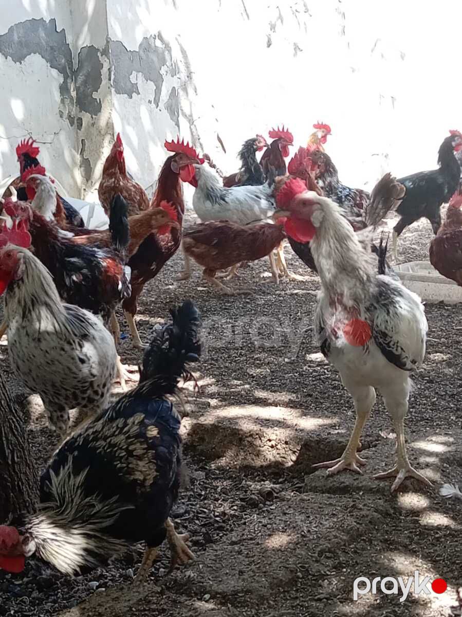 Kənd çolpası — Quşlar, Bakı (3)