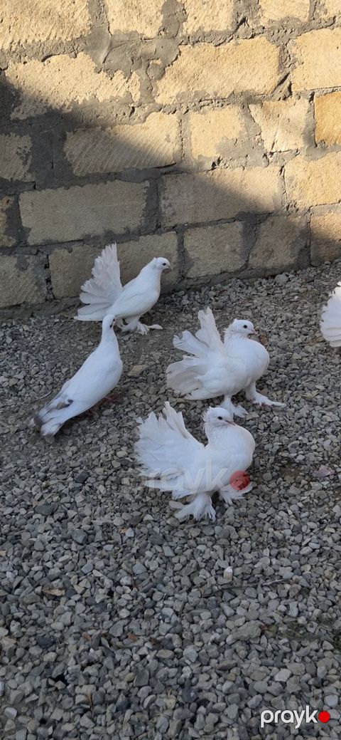 Quşlar — Sumqayıt