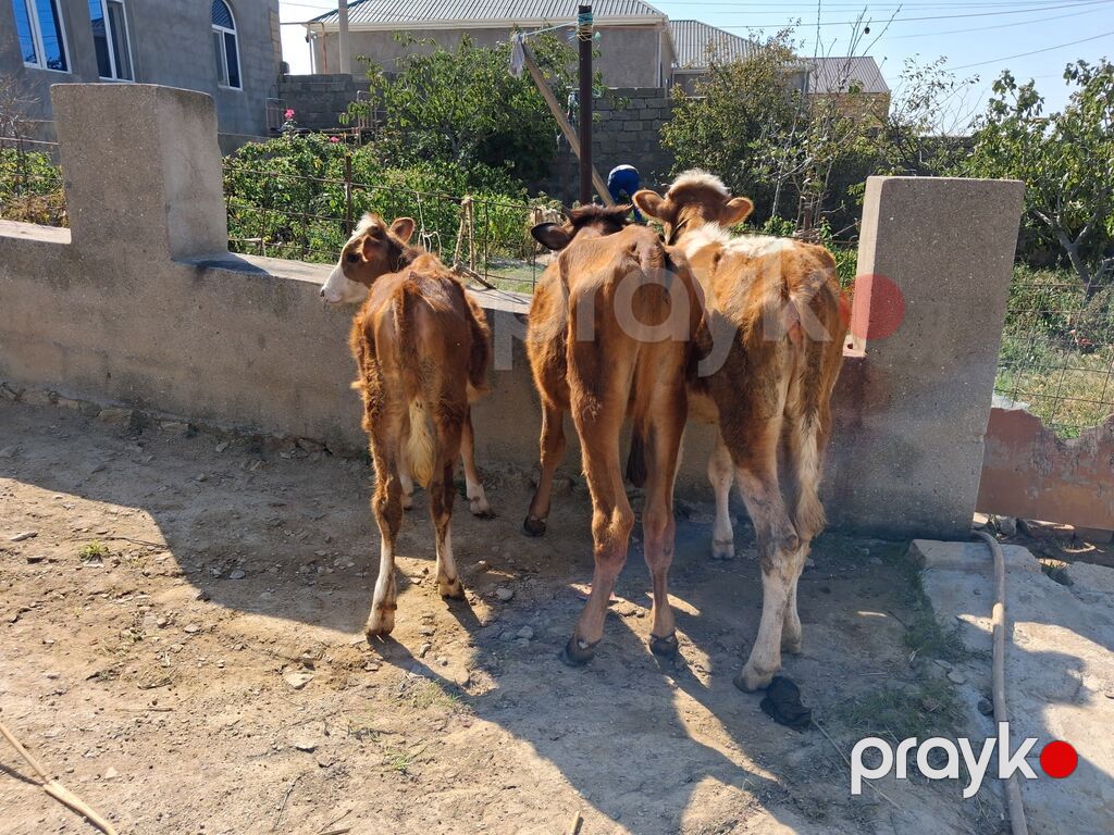 Dana, buzov, Dişi, ay: 6, Damazlıq — Kənd təsərrüfatı heyvanları, Xırdalan (4)