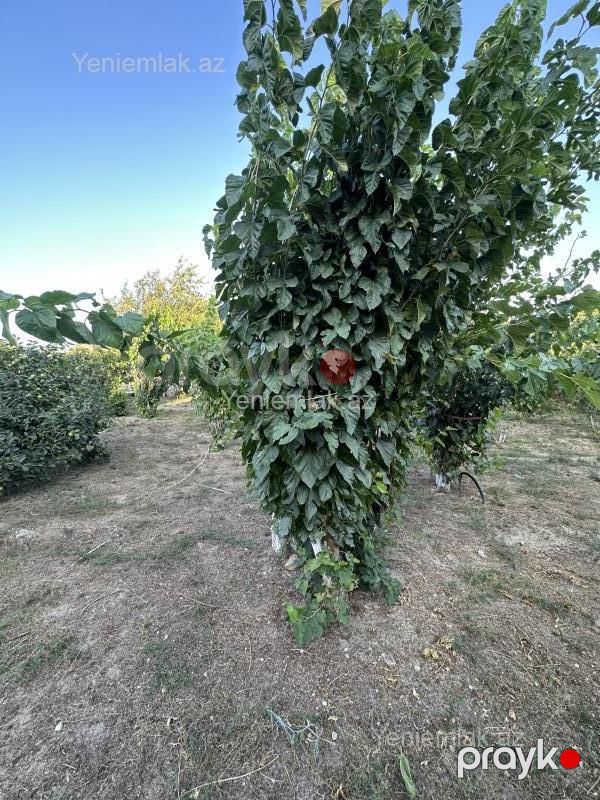 Satılır 7 otaqlı Həyət evi / Villa, 400 m², Qurd dərəsi — Ev, villa, Sumqayıt (10)