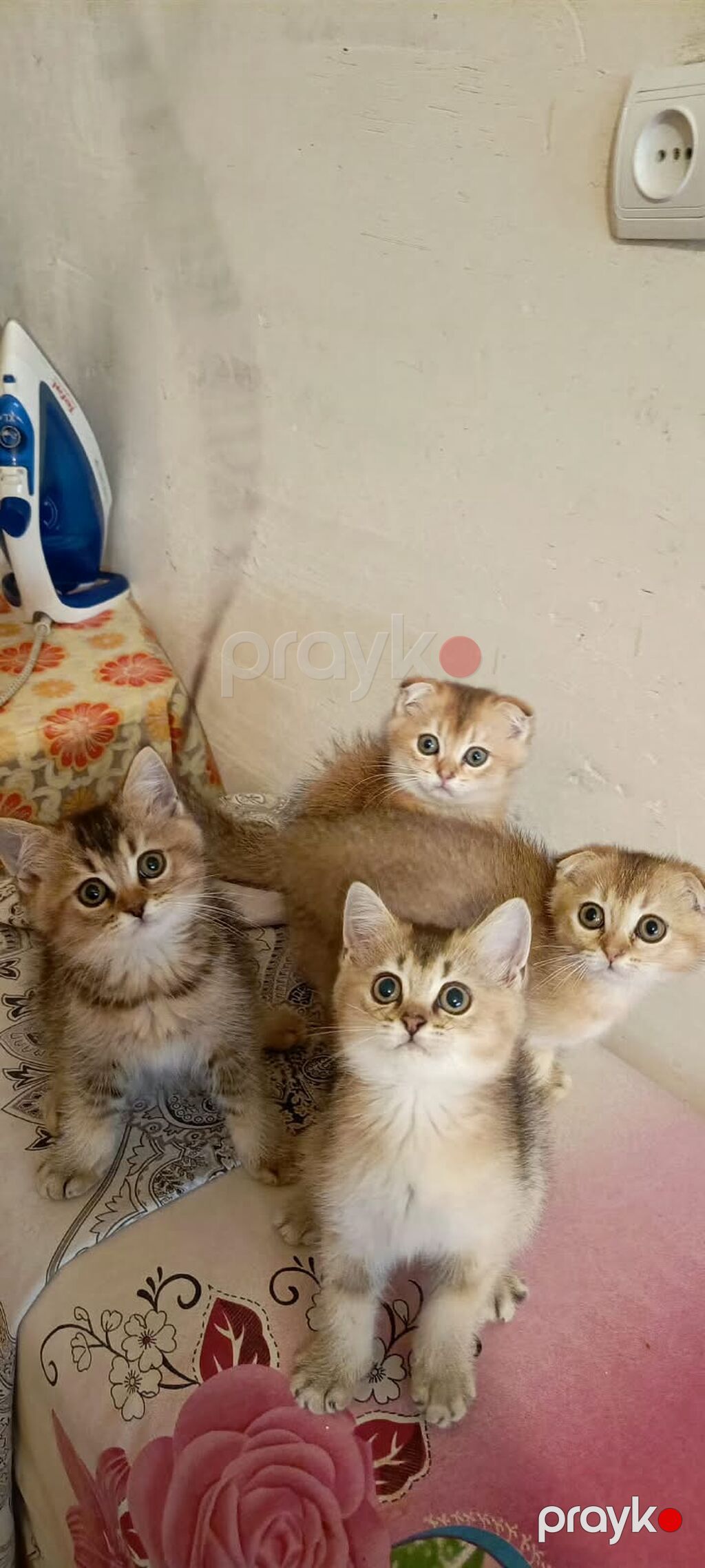 Qızıl şinşilla — Pişiklər, Bakı (8)