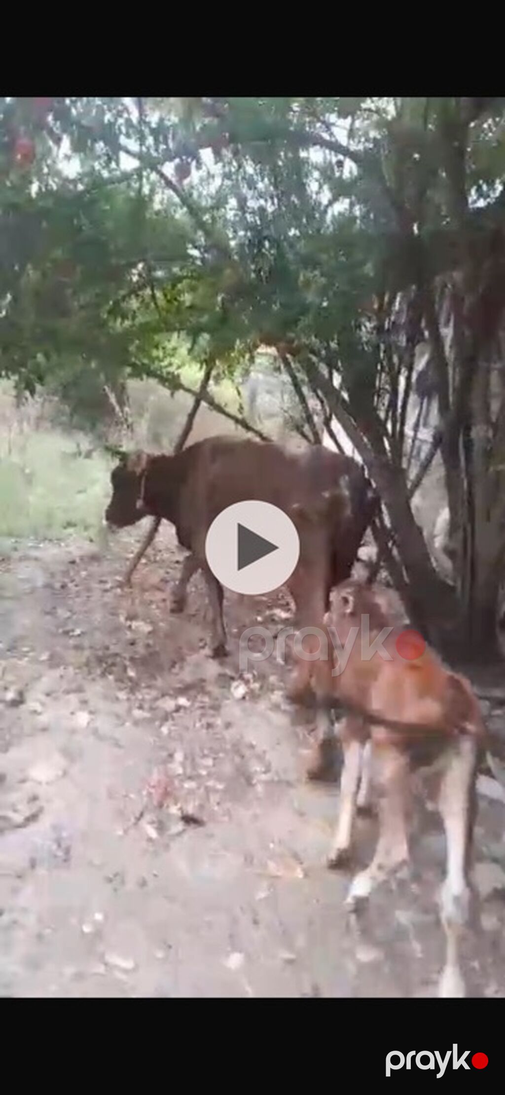 5 ci balani 2 aydi dogub balasi erkeydi gune 4 ltr sud verir saglam — Kənd təsərrüfatı heyvanları, Xaçmaz (2)