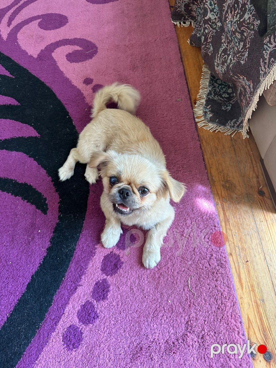 Pekines — Köpəklər, Bakı (2)