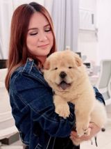 Çau-çau — eli — Dogs