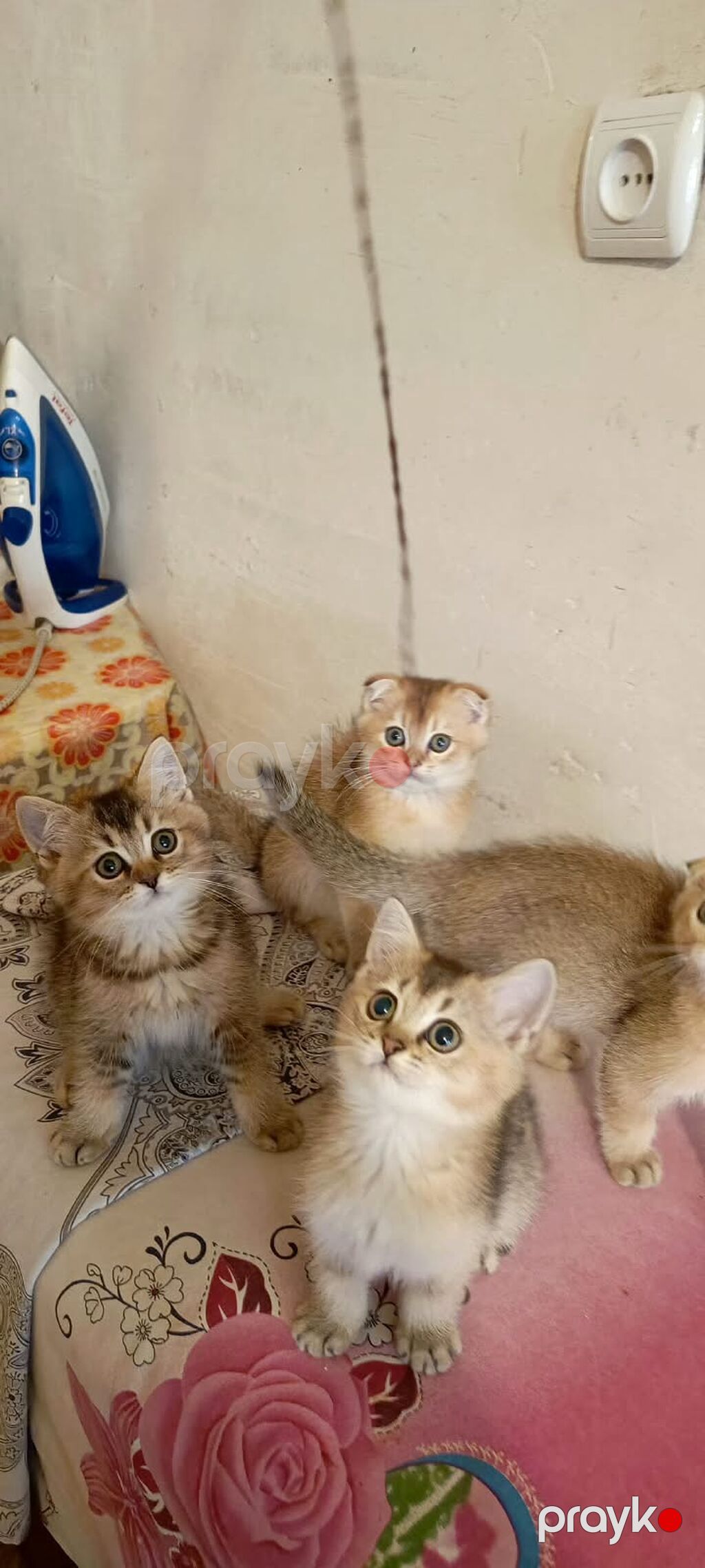 Qızıl şinşilla — Pişiklər, Bakı (5)