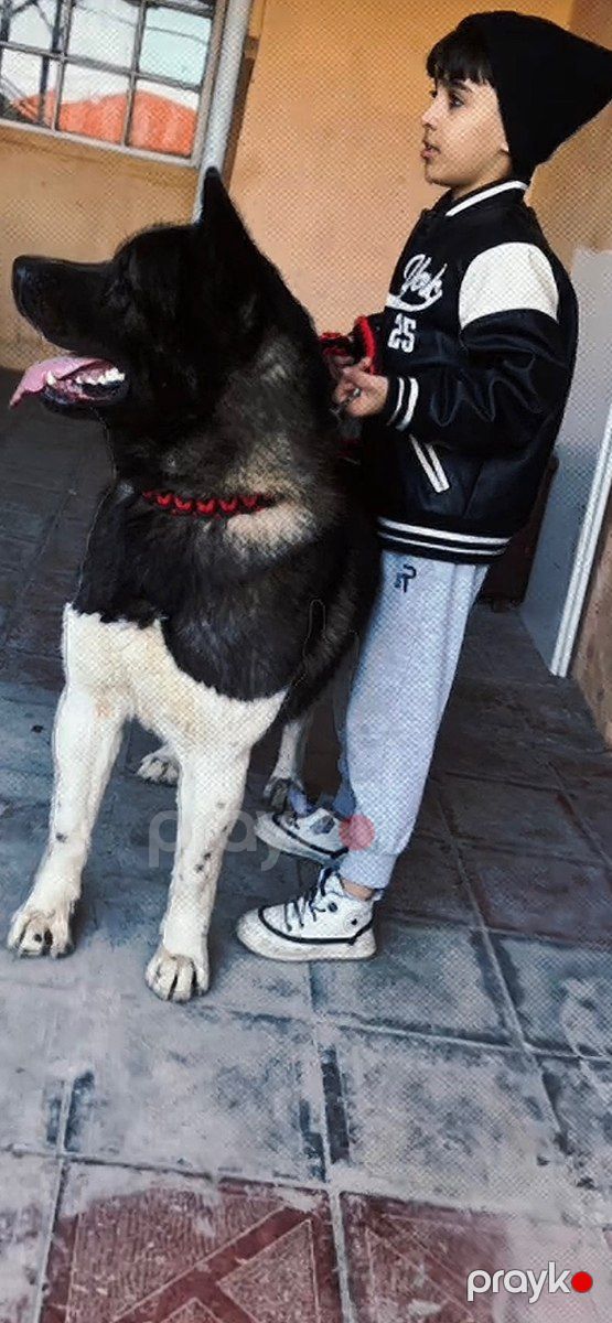 Akita-inu — Köpəklər, Bakı (11)