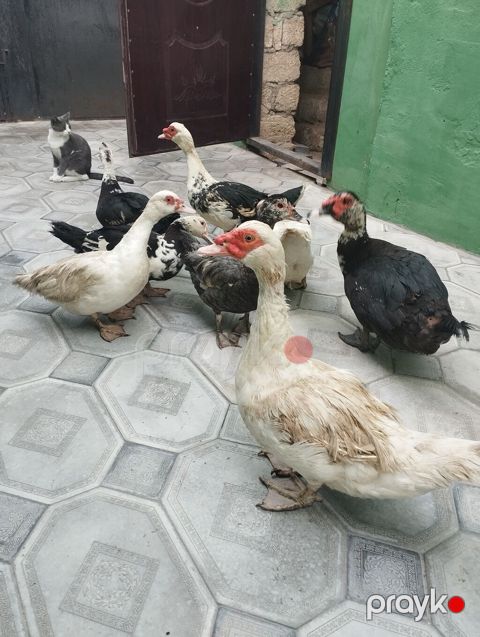 Malla ördəklər (Muscovy) – müxtəlif rənglərdə sürü - Növ: Muscovy — Masazır