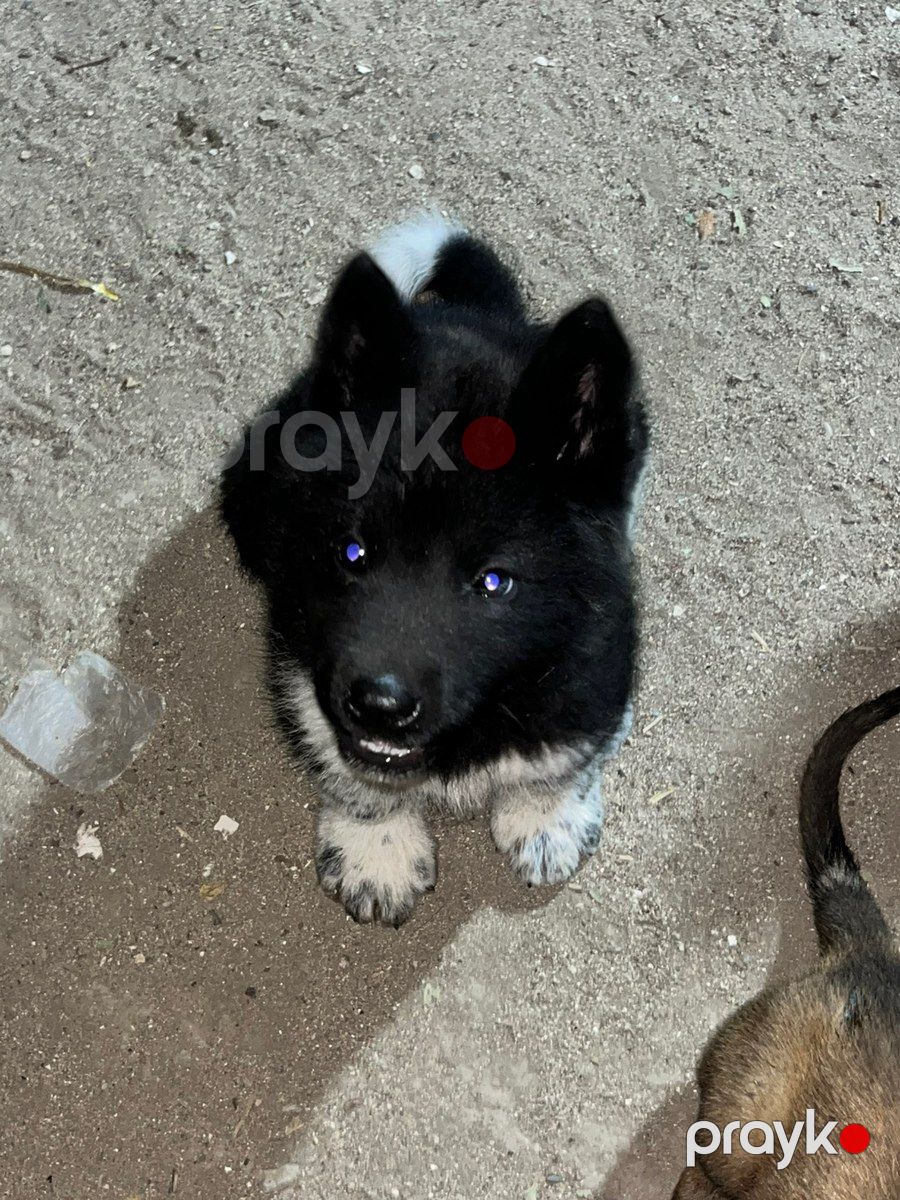 Akita-inu — Köpəklər, Bakı (4)