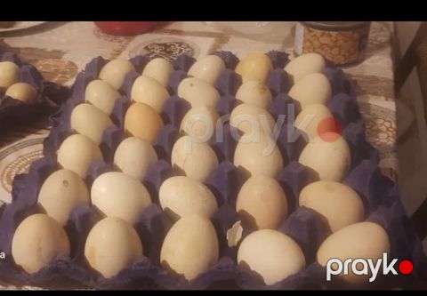 Yumurta — Bakı