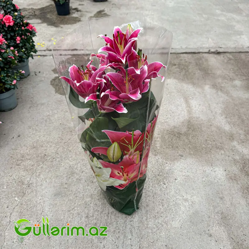 Dibçək Liliyası / Şərq Liliyası — Bakı