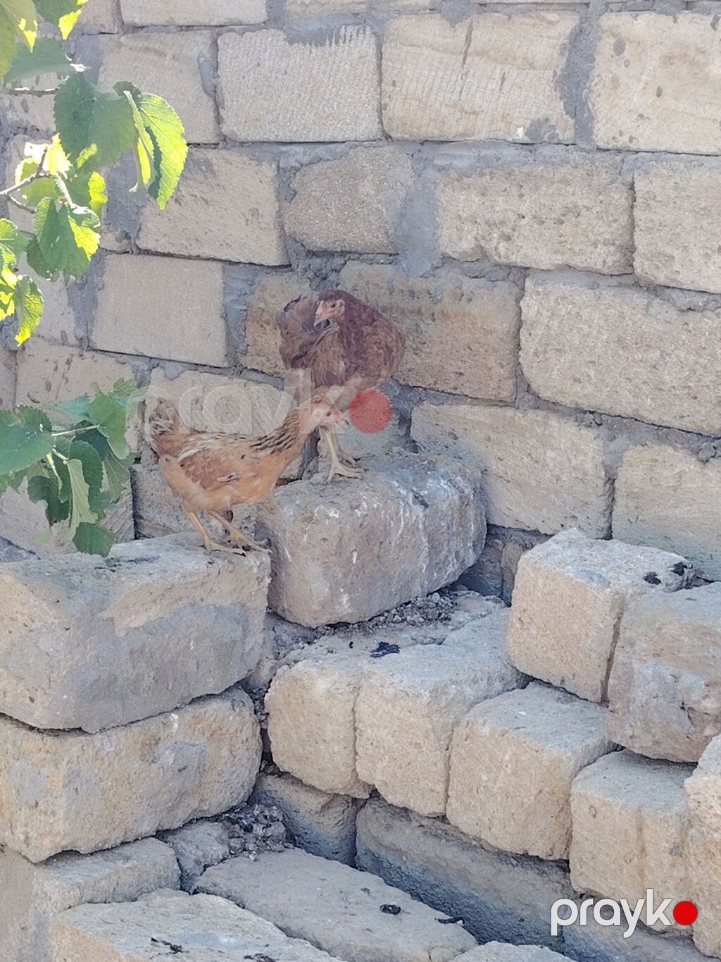 Kənd cuceleri tek tək satılmır 2sine aiddi qiymət barterde olar — Toyuq və xoruz, Sumqayıt (2)